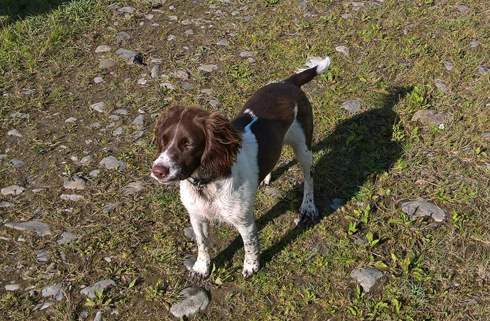 9 month old springer spaniel