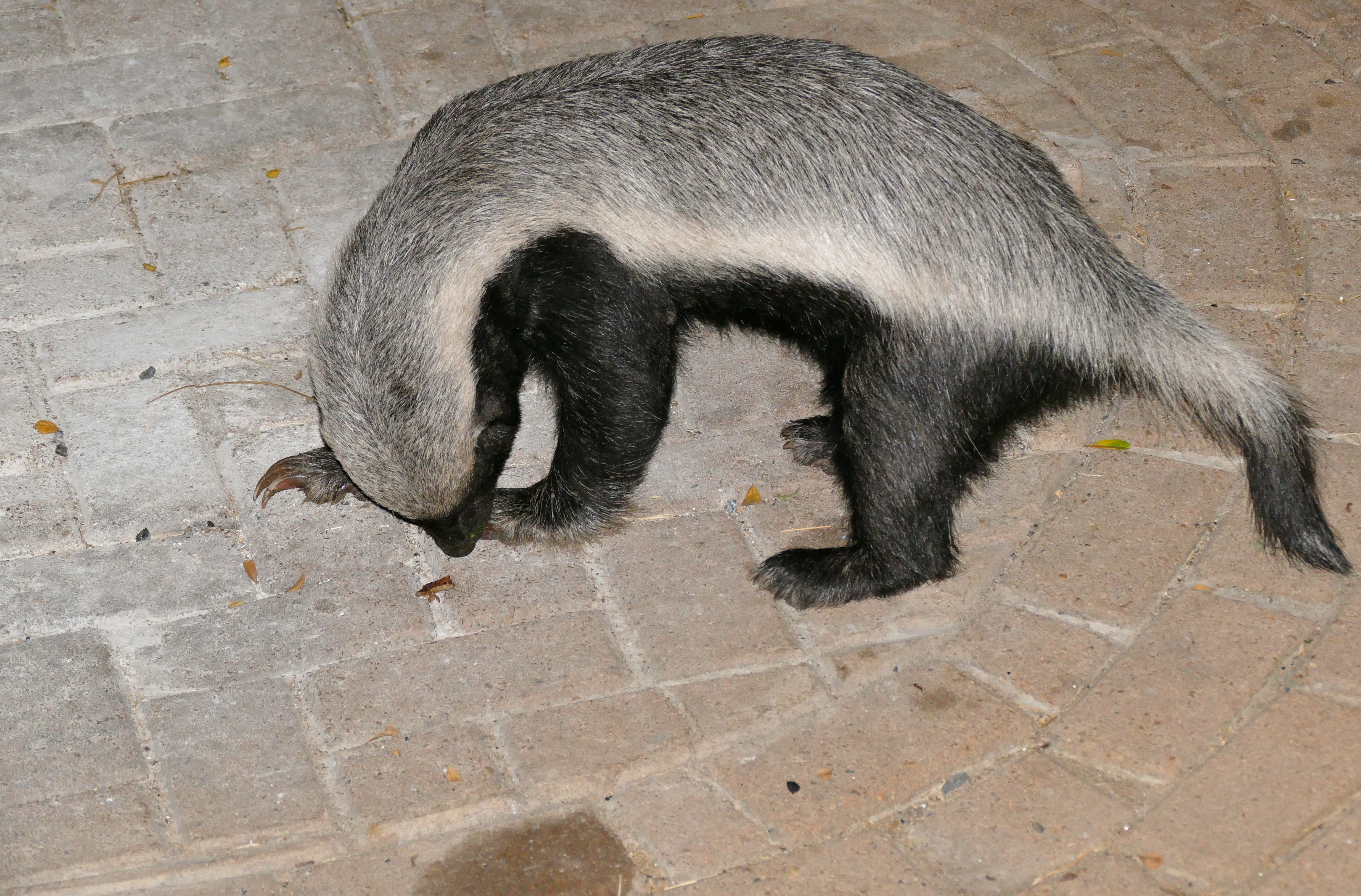 Honey Badger (Mellivora capensis) (17427278831).jpg