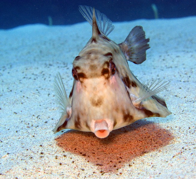 File:Humpback Turretfish - Tetrosomus gibbosus 2.jpg