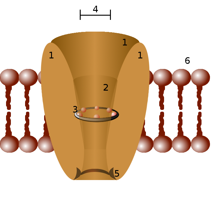 3D Shape of an Ion Channel Revealed