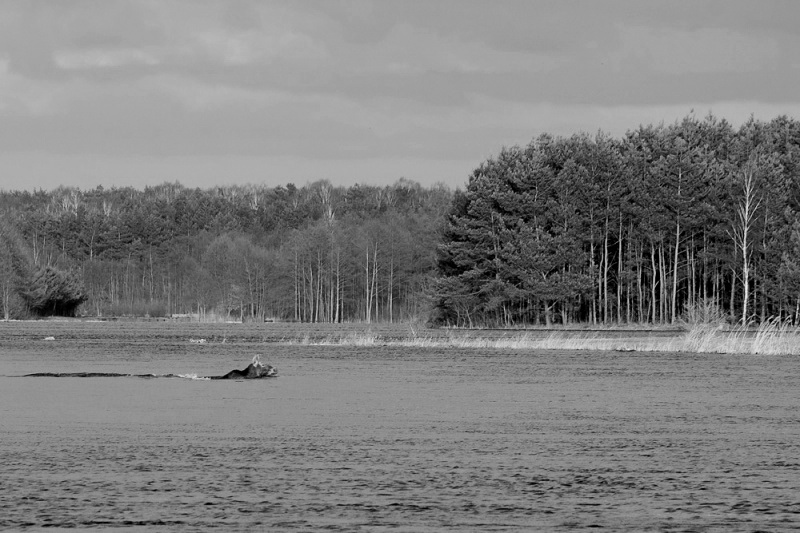 File:Jezioro Solińskie Лось.jpg