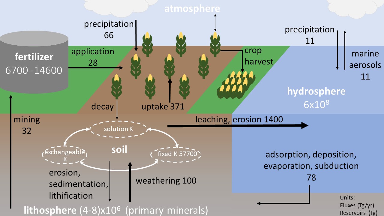 Draw diagram of (i) nitrogen cycle, (ii) carbon cycle.