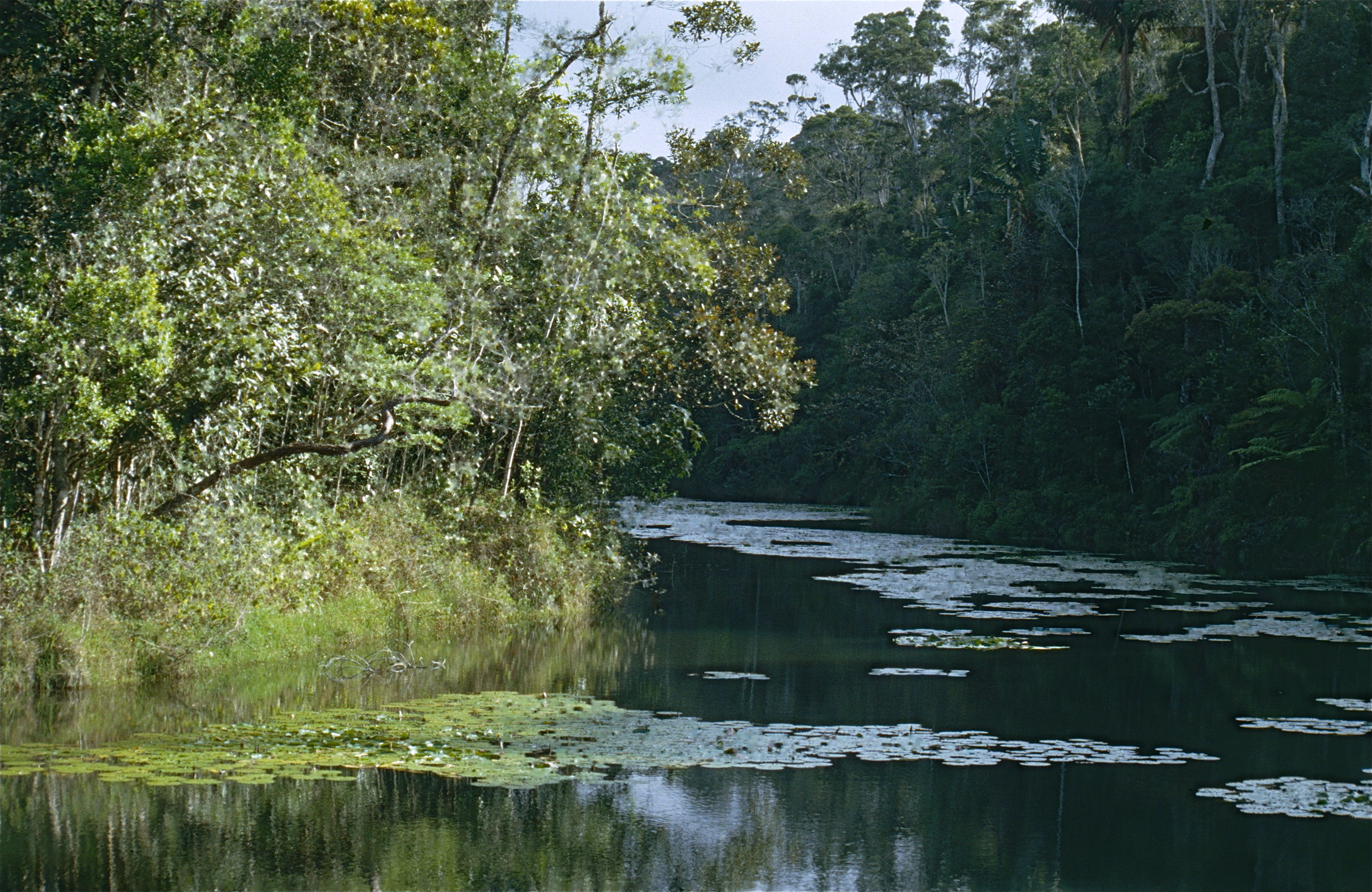 Lake in the Forest (9654494115).jpg