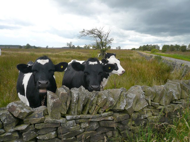 File:Leash Fen Inhabitants - geograph.org.uk - 526085.jpg