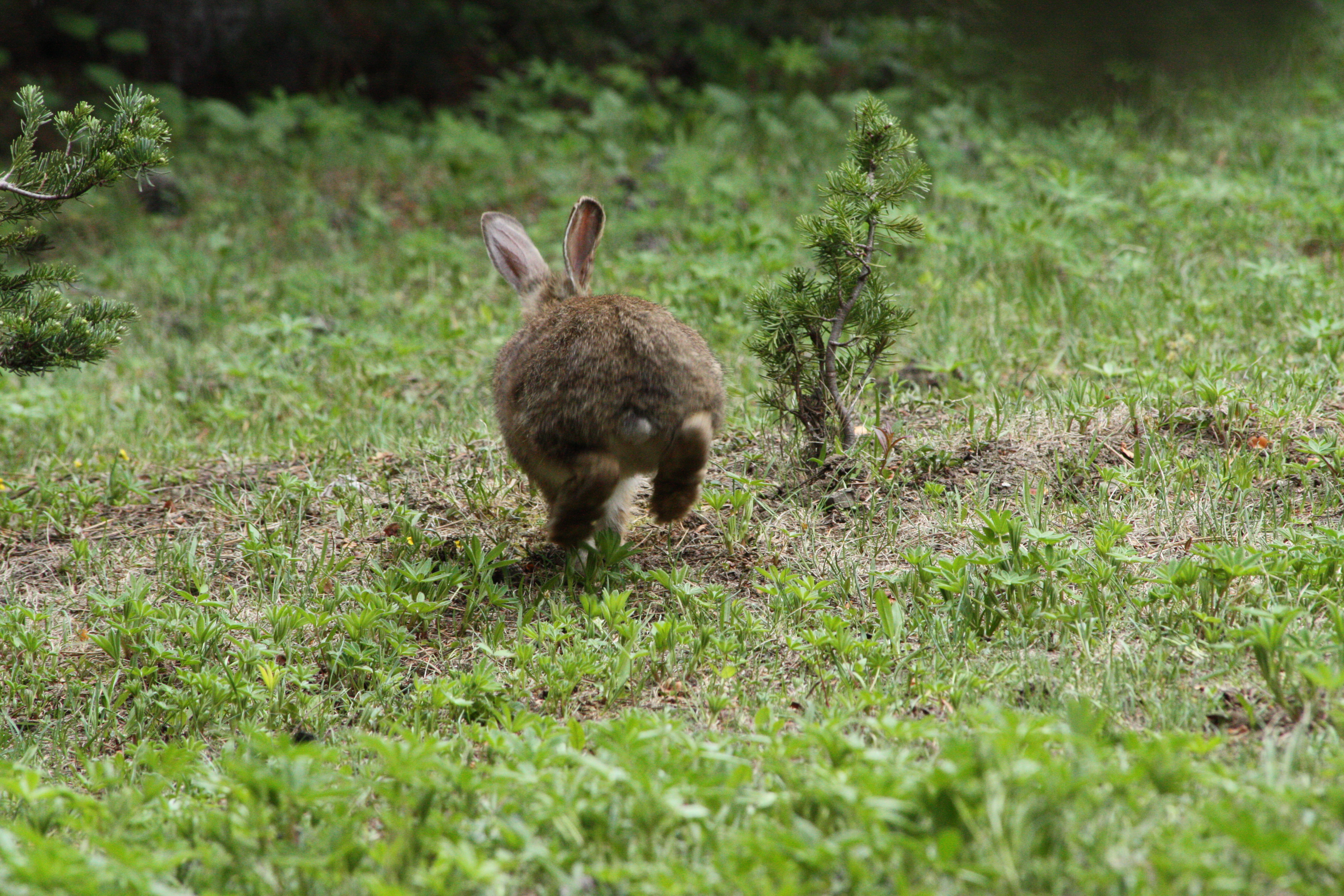 Lepus americanus 5472.JPG