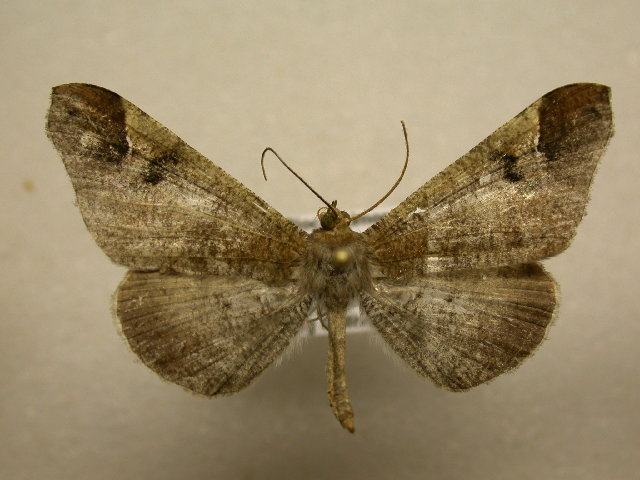 File:Macrosoma bahiata.jpg