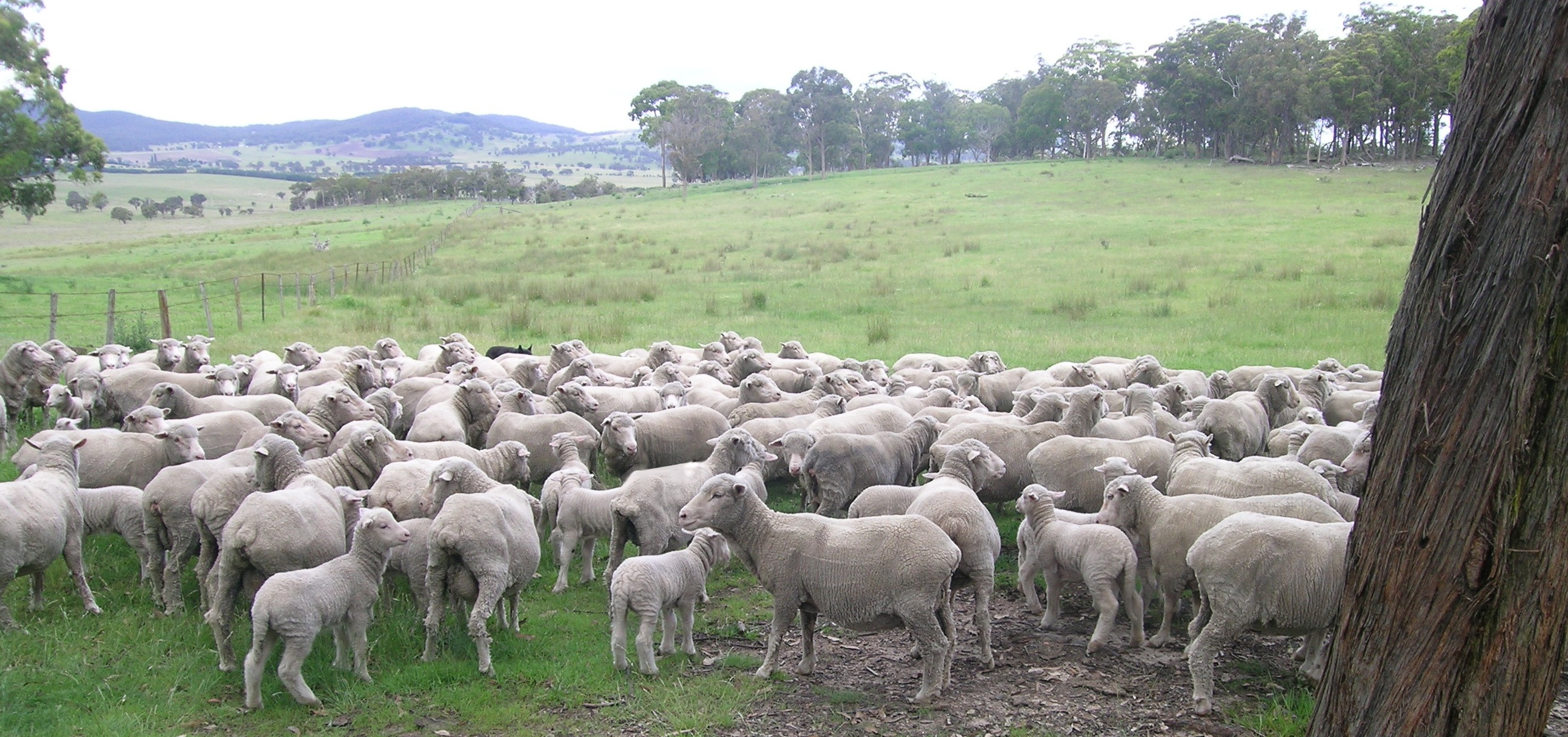 Белтекс овцы