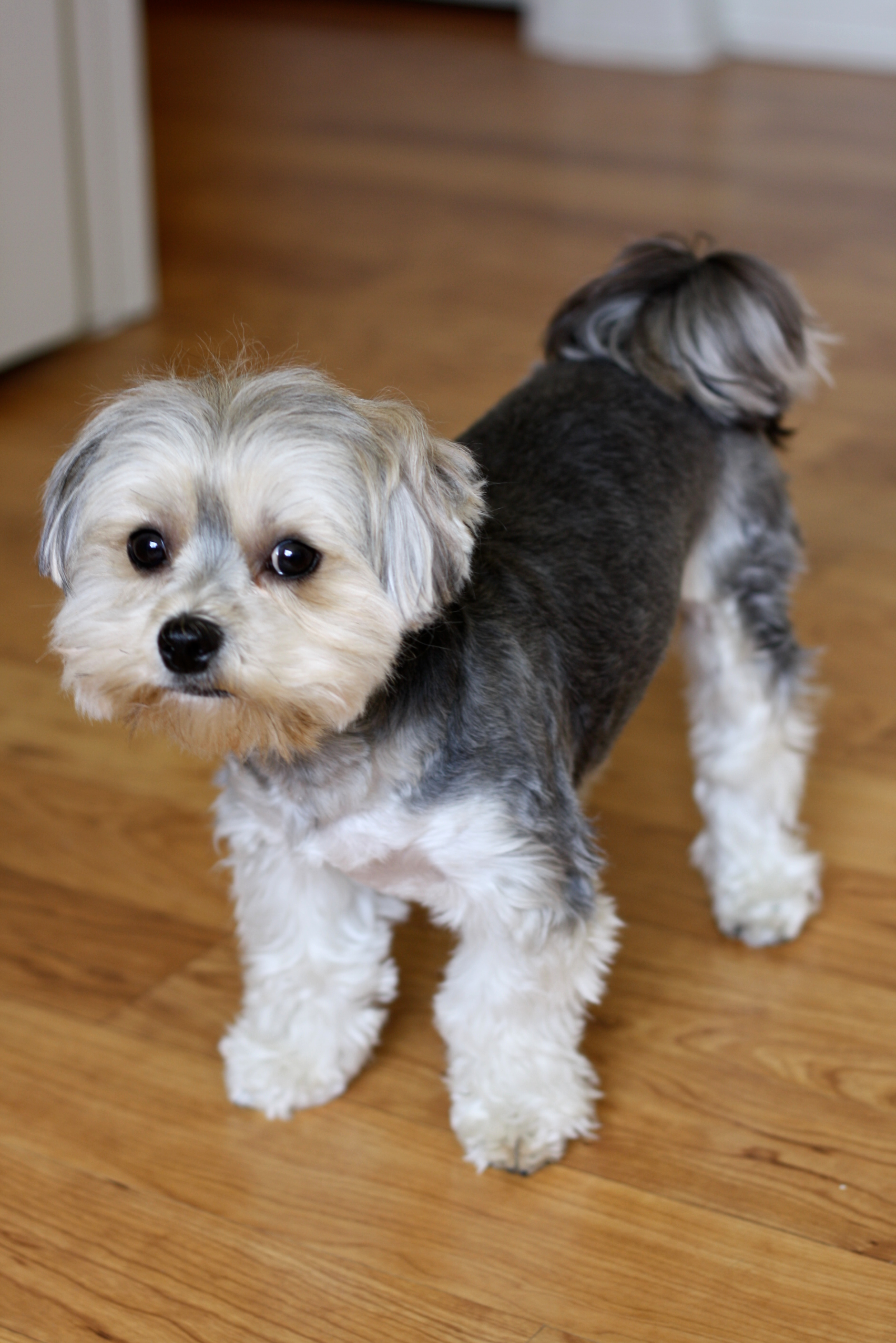 morkie maltese