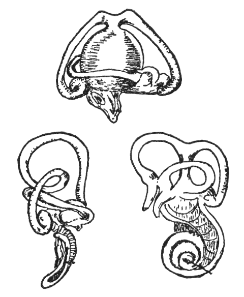 File:NSRW Ear2.png