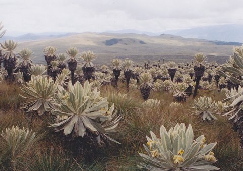 File:Nature of Equador.jpg