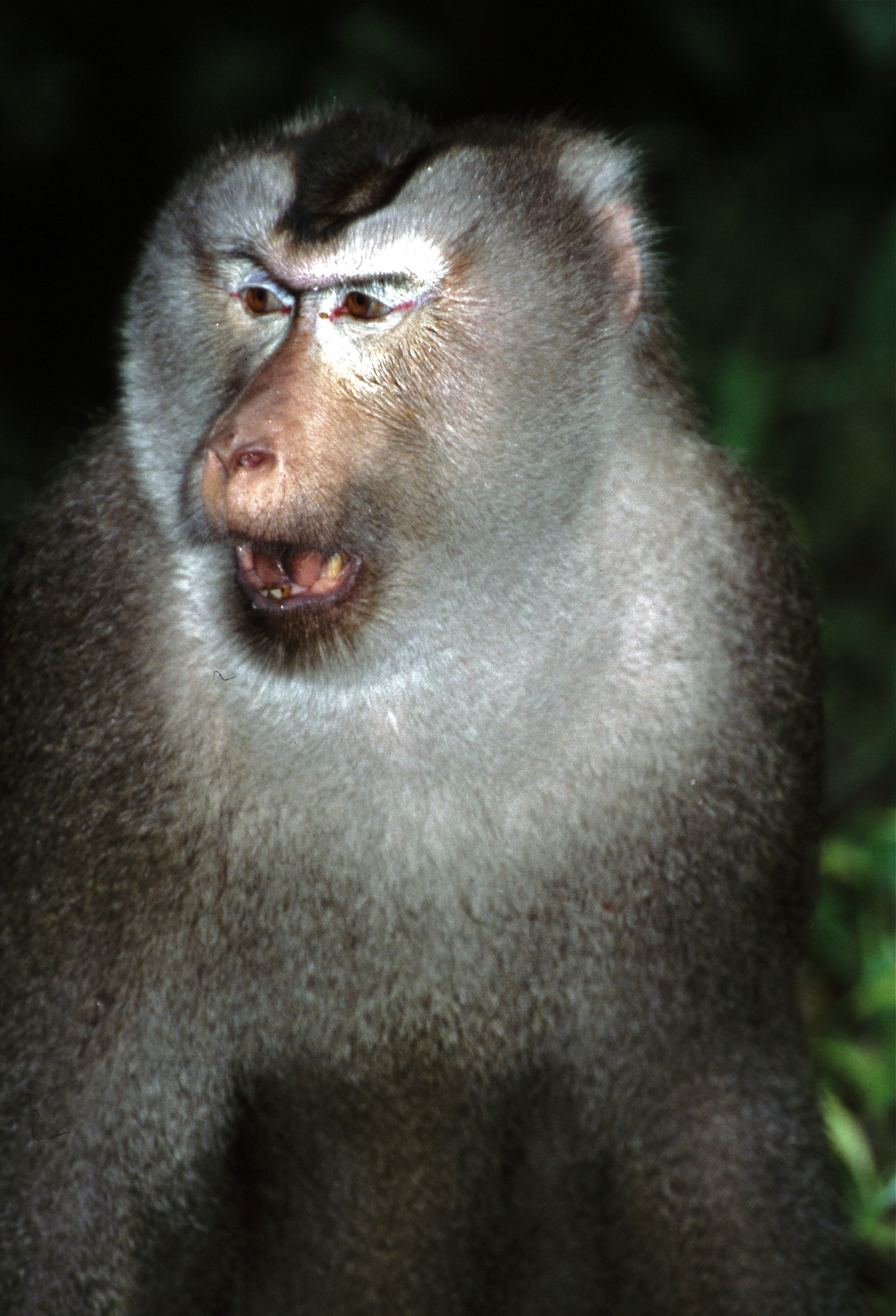 northern pig  tailed macaque