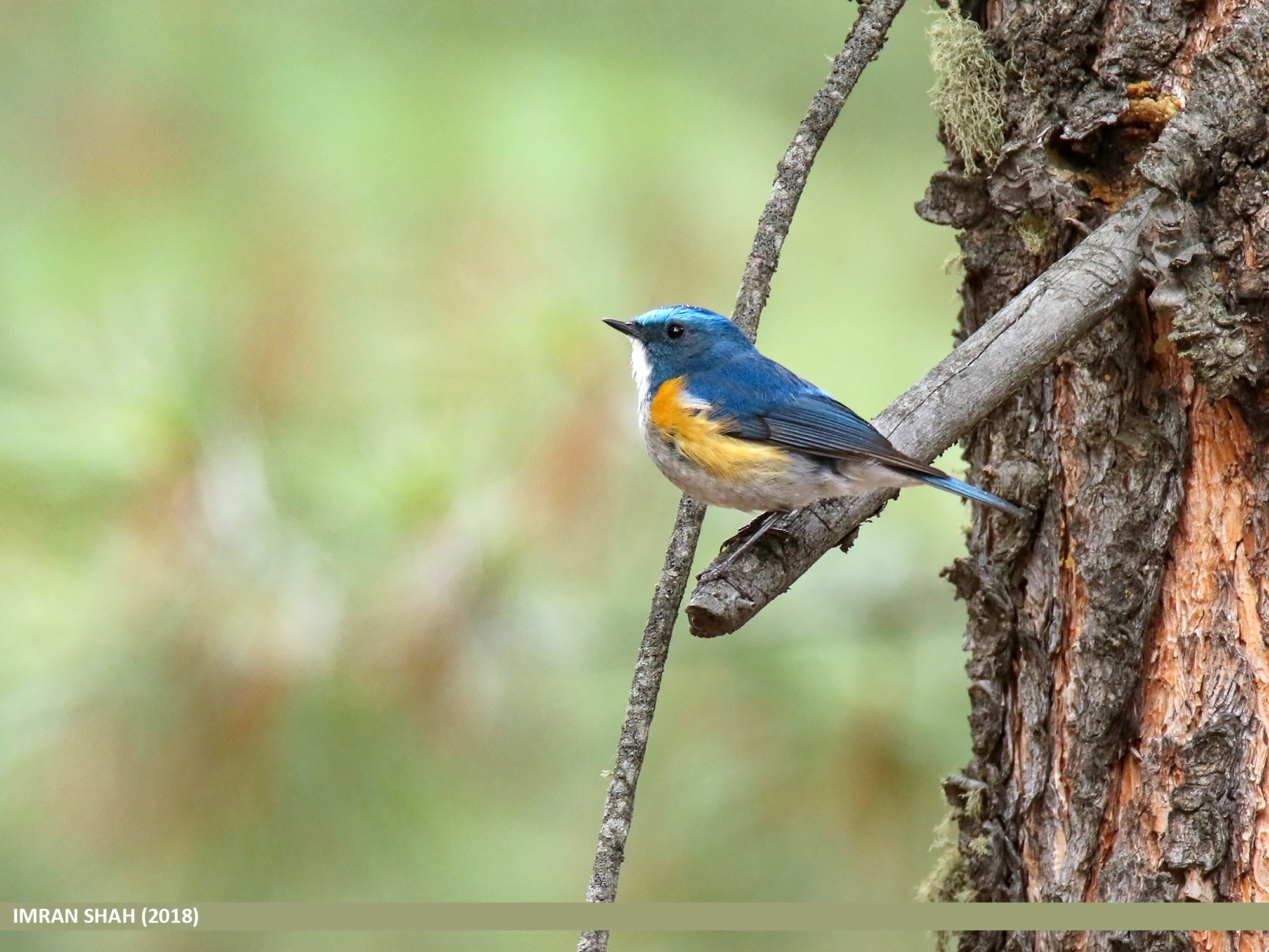 Red-flanked Bluetail or Orange-flanked Bush-Robin