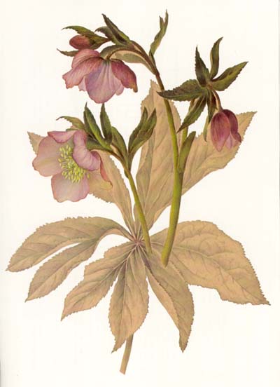 File:Painting of a hellebore by Lydia Shackleton gouache and watercolour.jpg