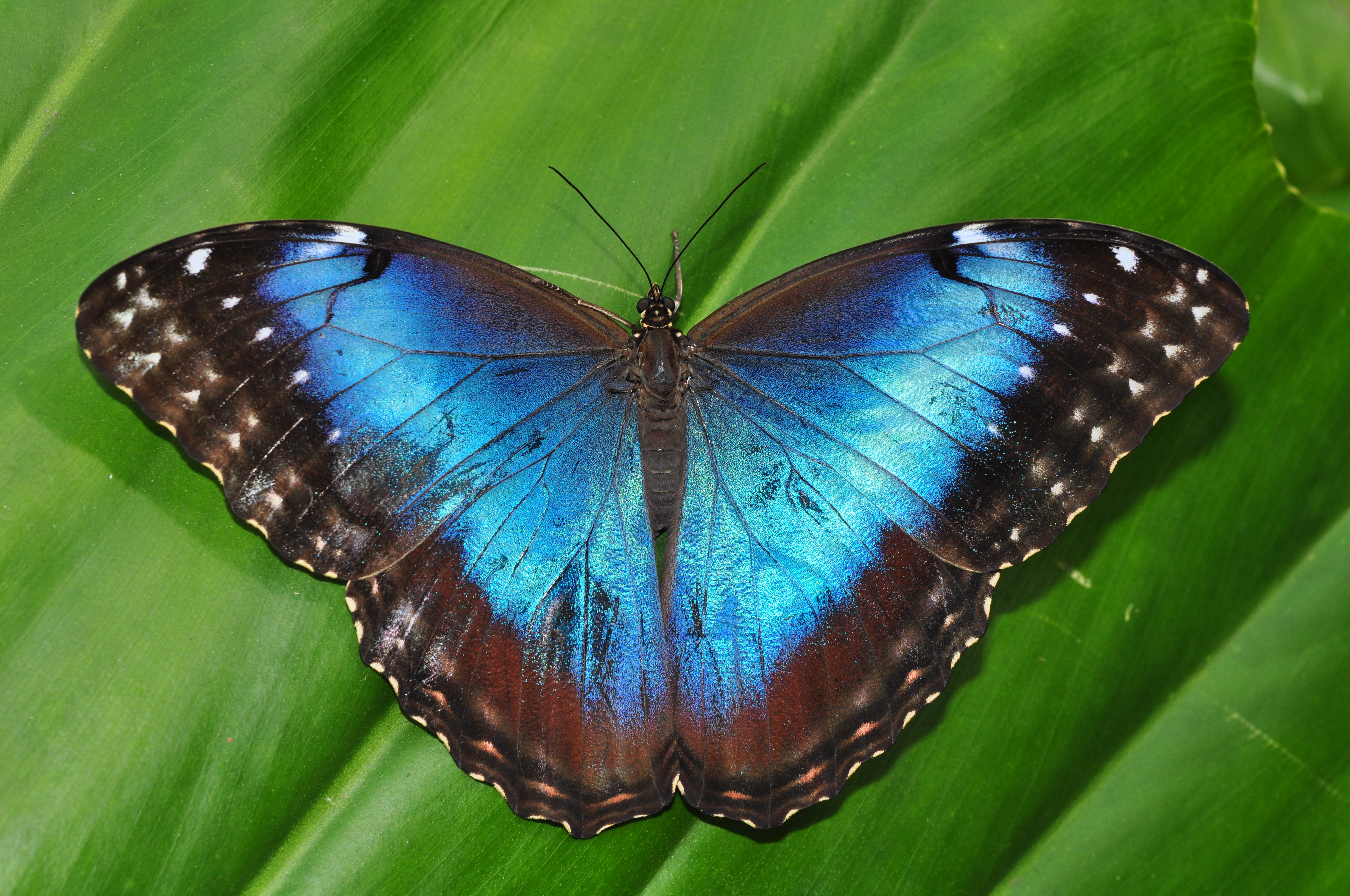 Покажи где бабочка. Морфо Пелеида. Morpho peleides бабочка. Бабочки Morpho peleides (Морфо Пелеида). Бабочка голубой Морфо Пелеида.