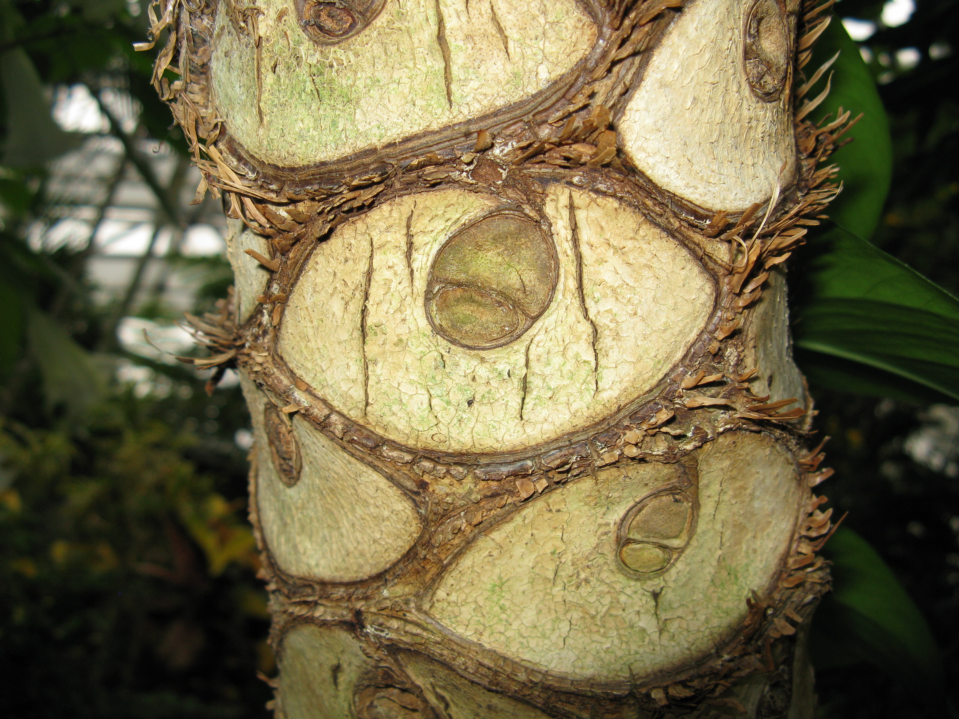 File:Philodendron selloum1.jpg - Wikimedia Commons