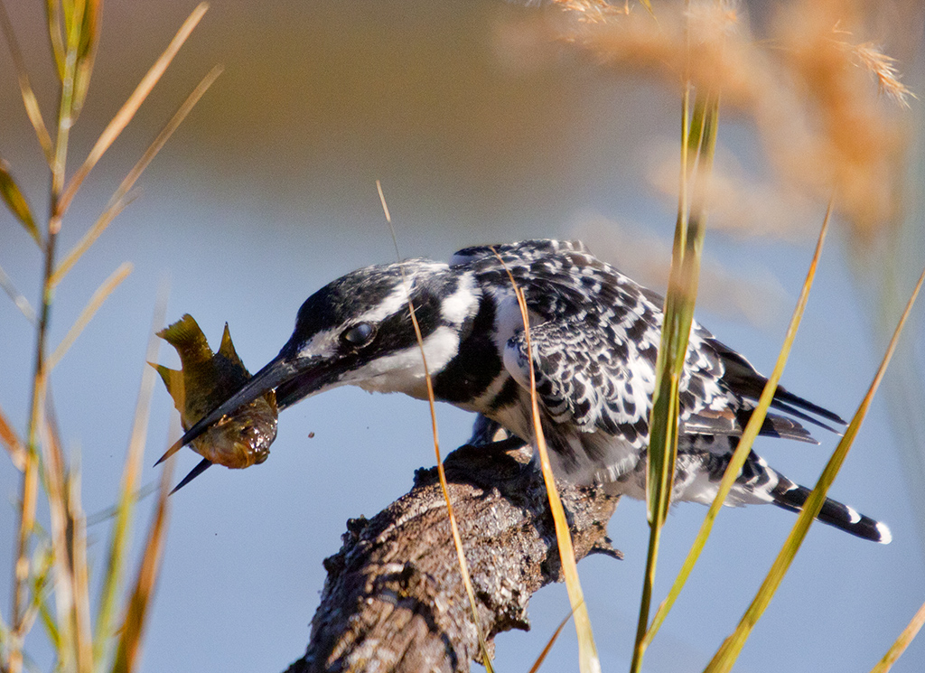 File:Pied kingfisher killing fish.jpg - Wikipedia