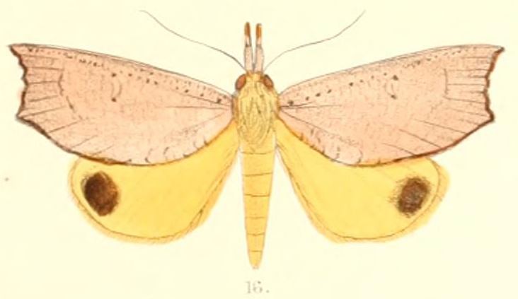 File:Pl.6-16-Corcobara angulipennis Moore, 1882.JPG