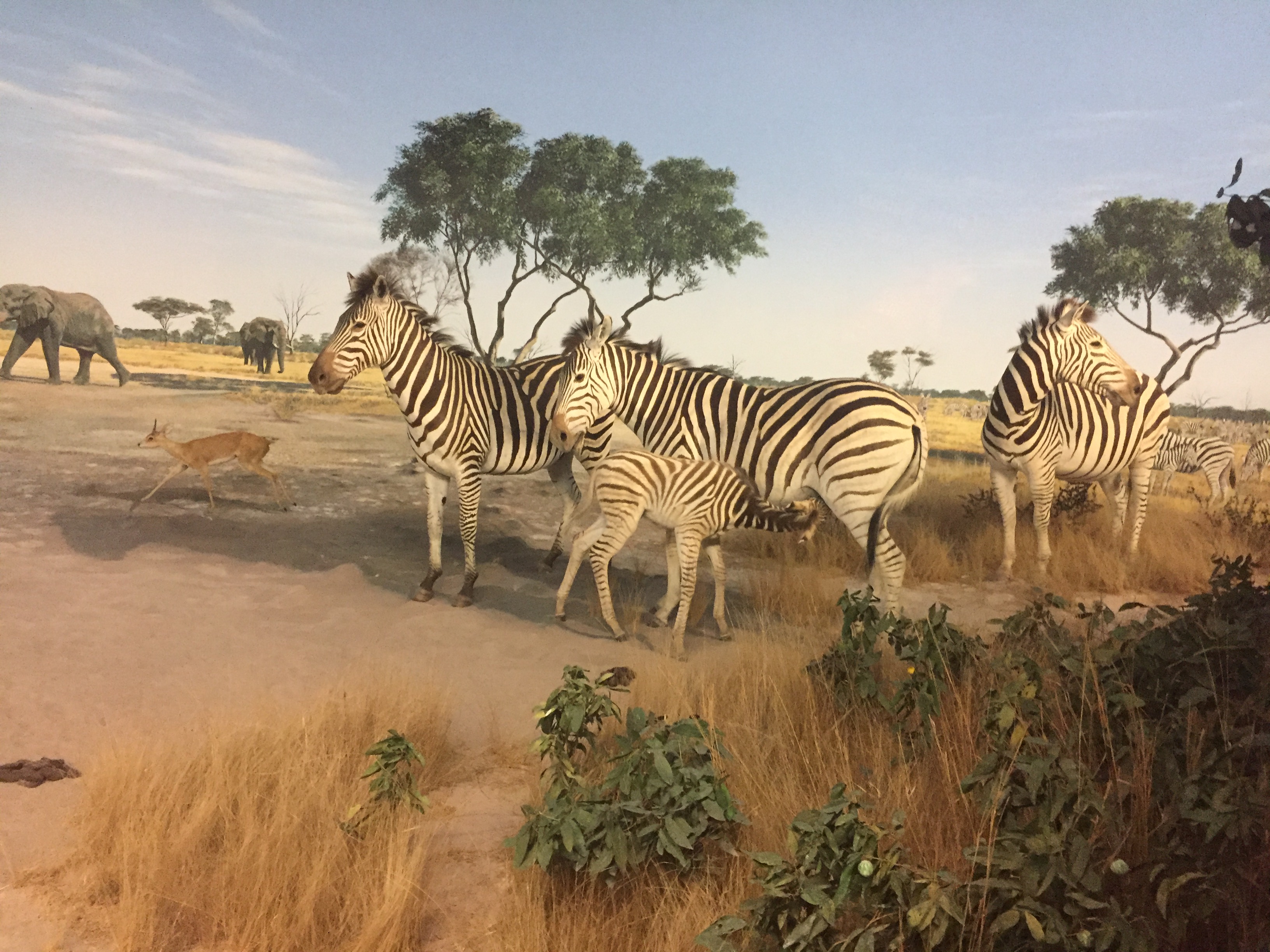 Plains_Zebras%2C_Botswana_Diorama%2C_Denver_Museum_of_Nature_and_Science_%28Right%29.jpg