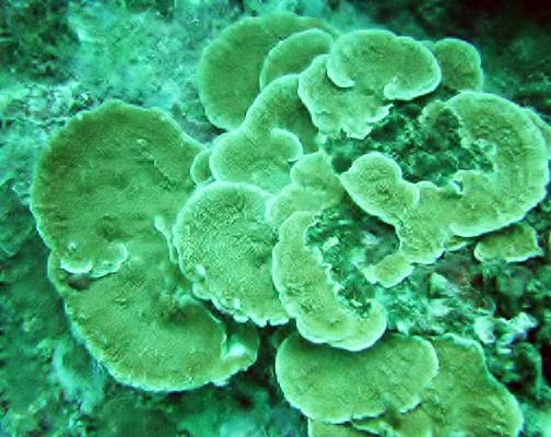 File:Porites monticulosa.jpg