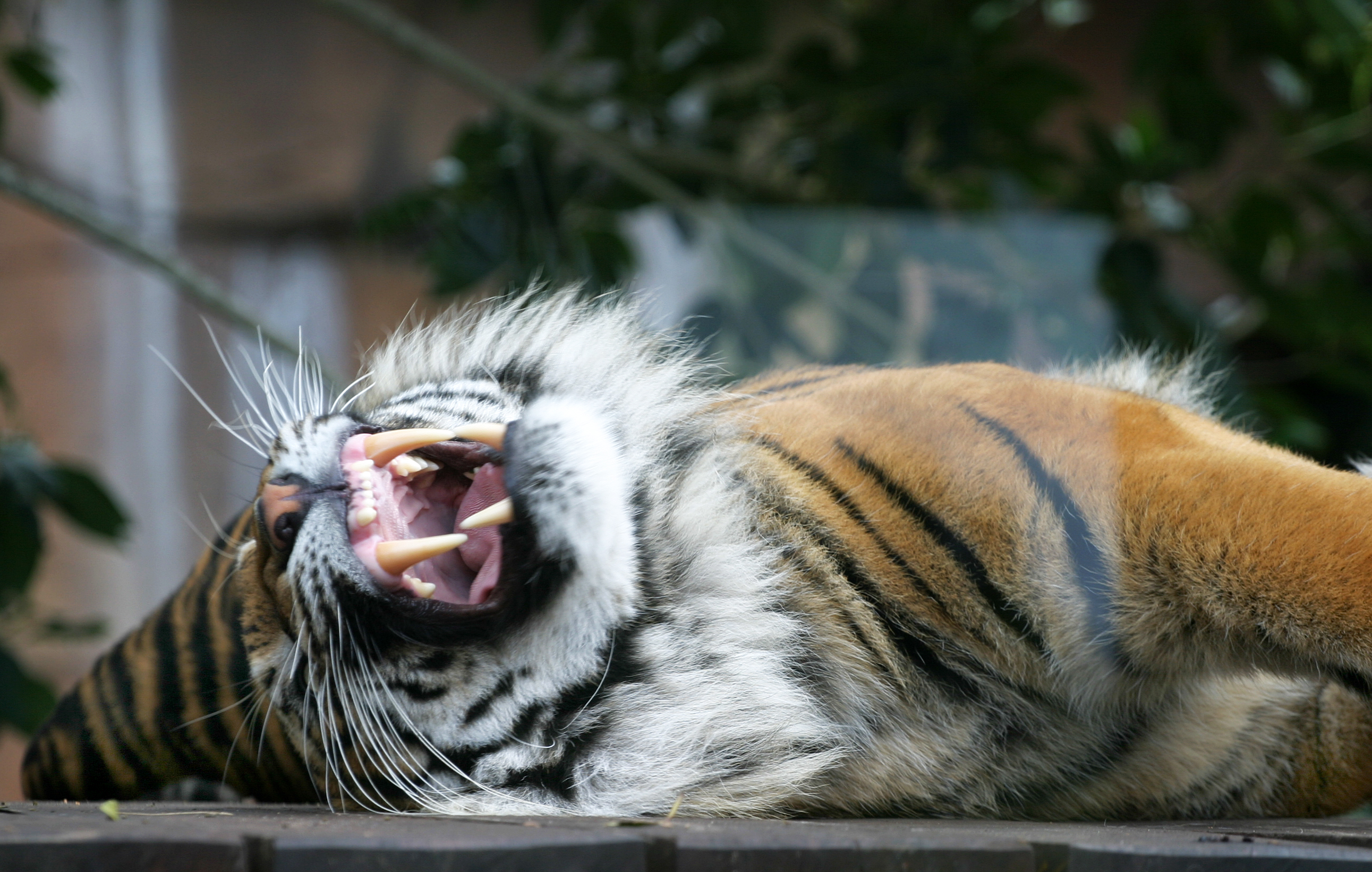 tiger teeth