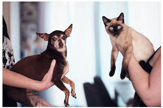 File:Small dog and cat 2020.png