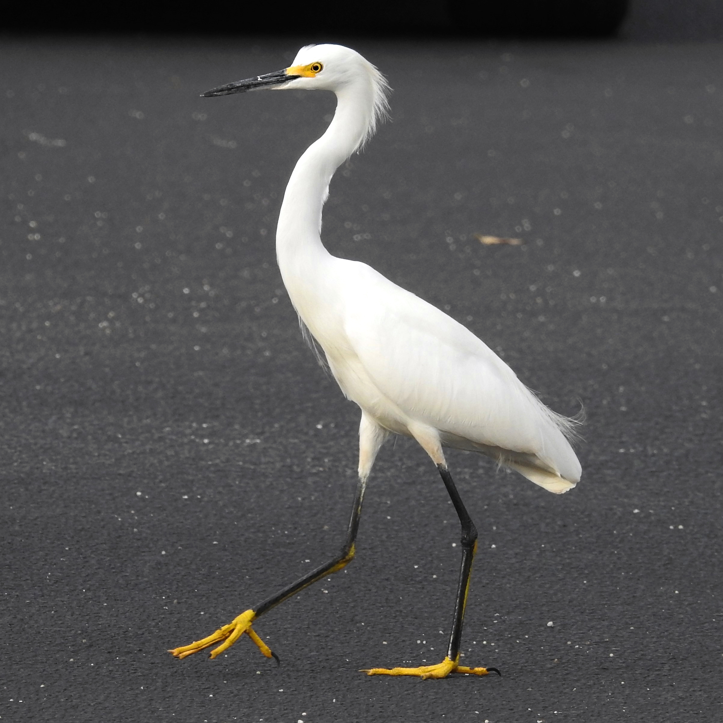 Snowy Egret, Level 6 Study Guide