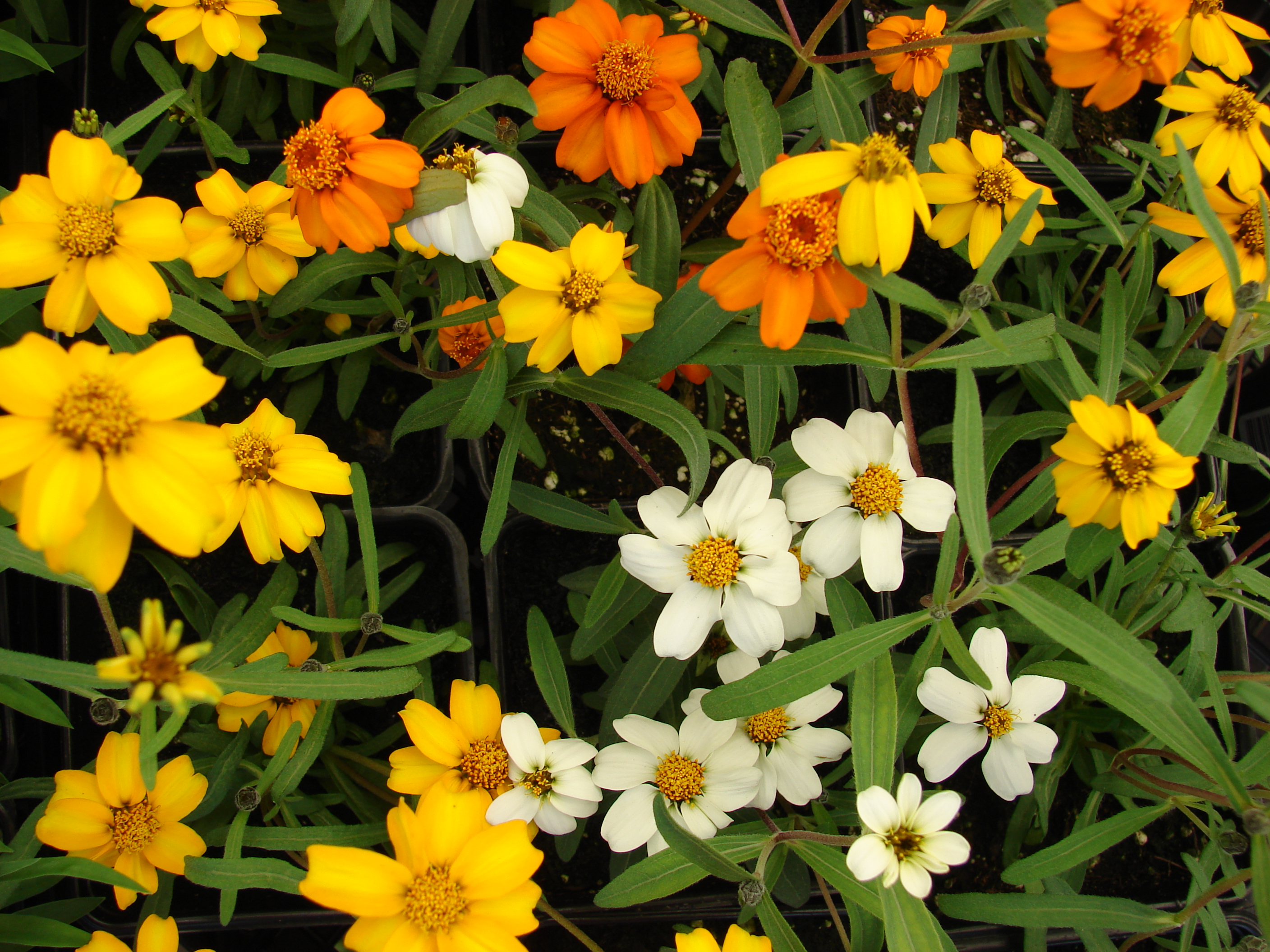 Zinnia angustifolia – Wikipédia, a enciclopédia livre