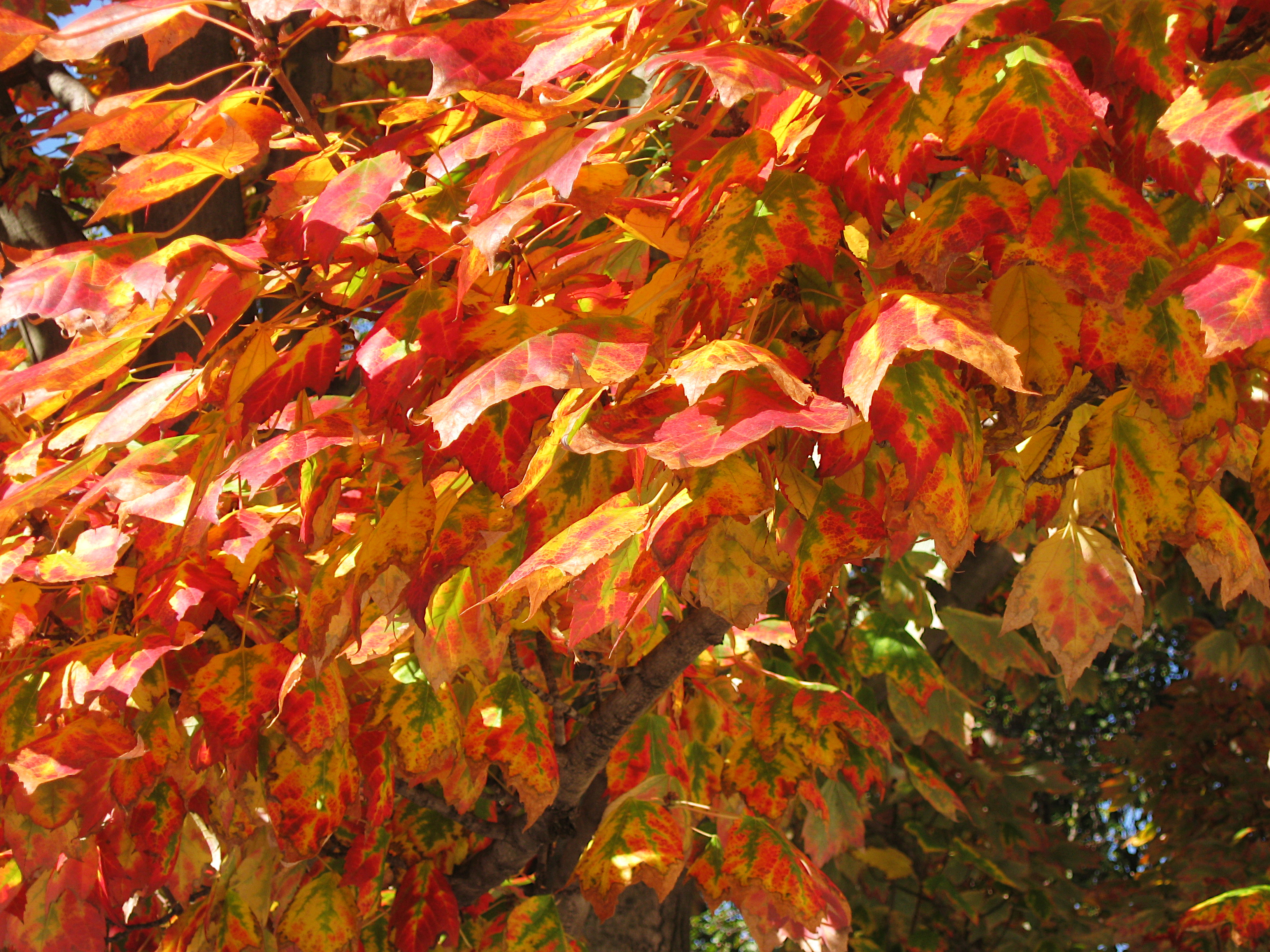 Snow on Maple leaves. Brunozamp s foliage