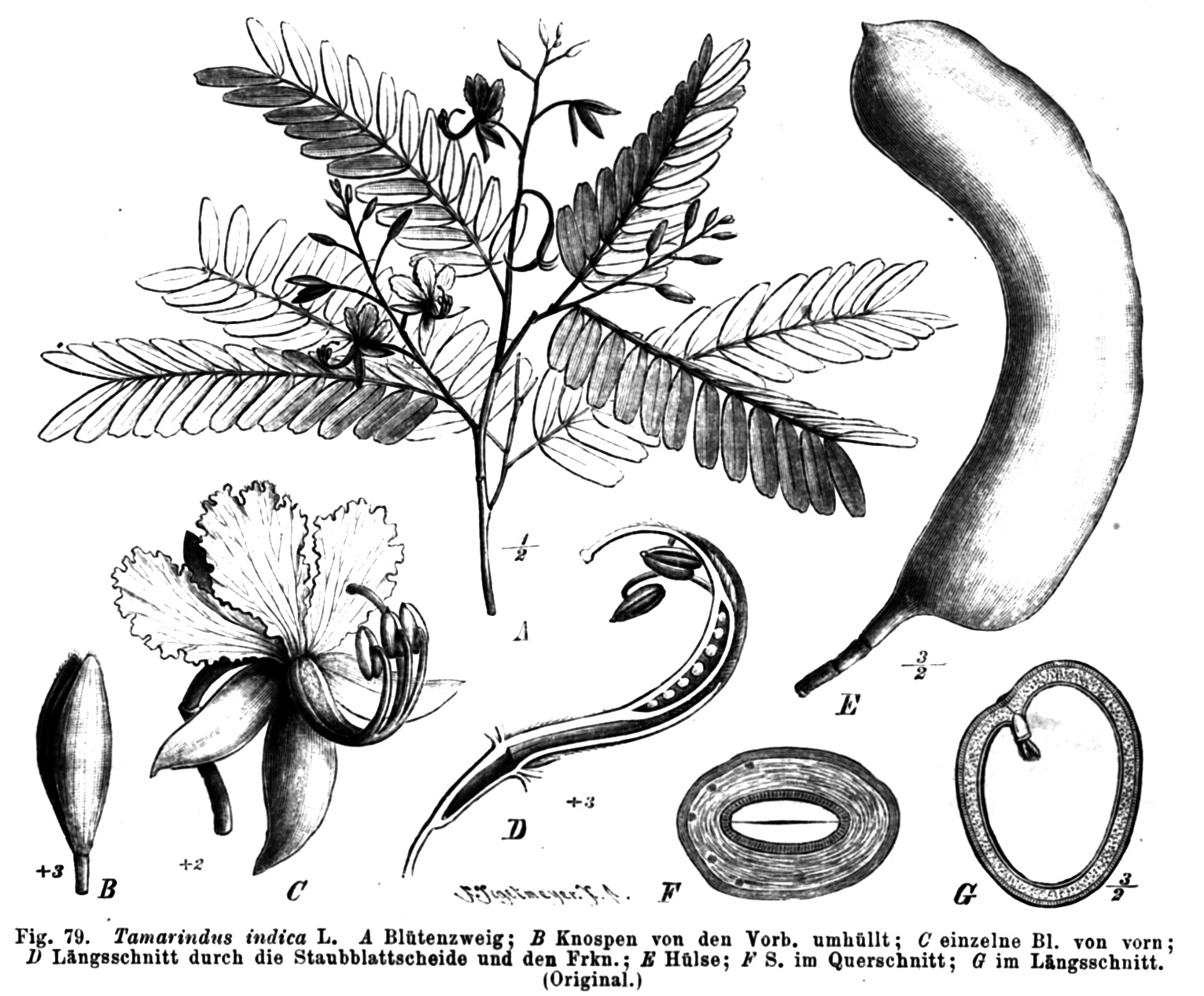 File Tamarindus Indica Taub79 Png Wikimedia Commons