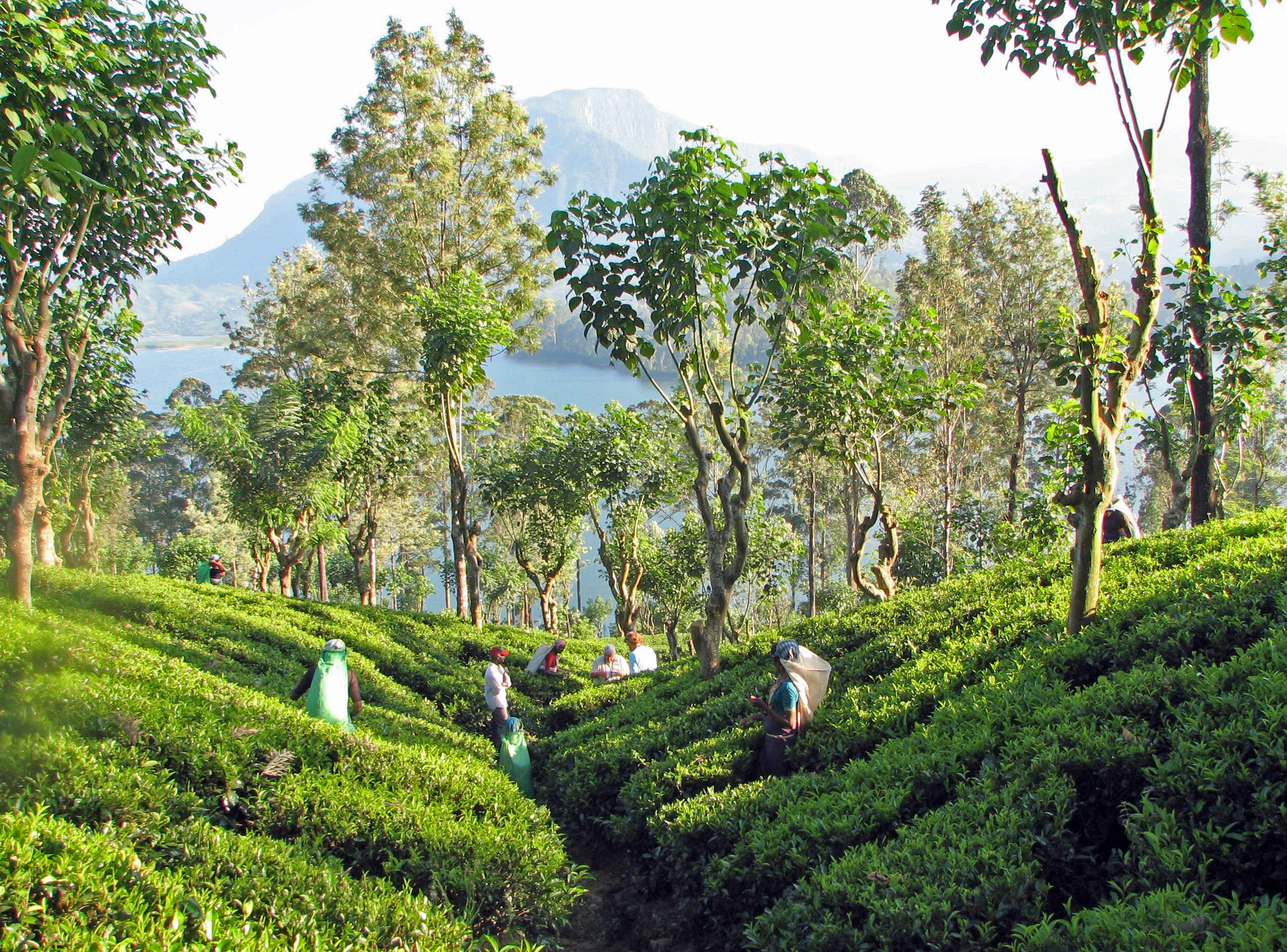 The Enchanting Beauty of Nuwara Eliya