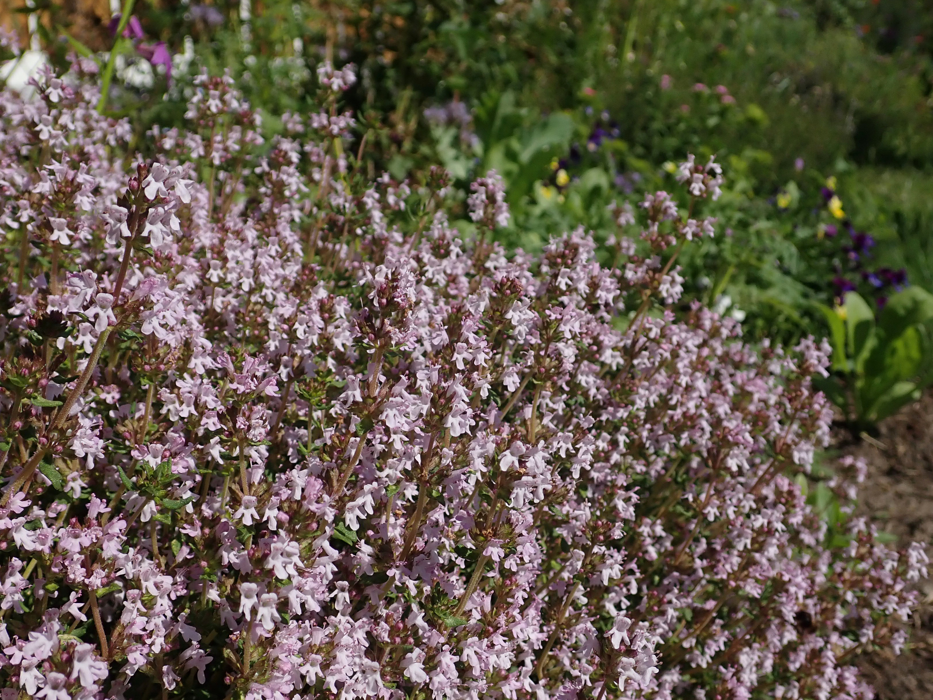 Тимьян ложнопушистый Thymus