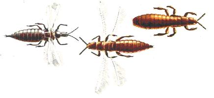 Ten Facts About Thrips