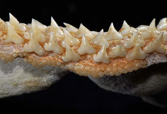 File:Triakis semifasciata lower teeth.jpg