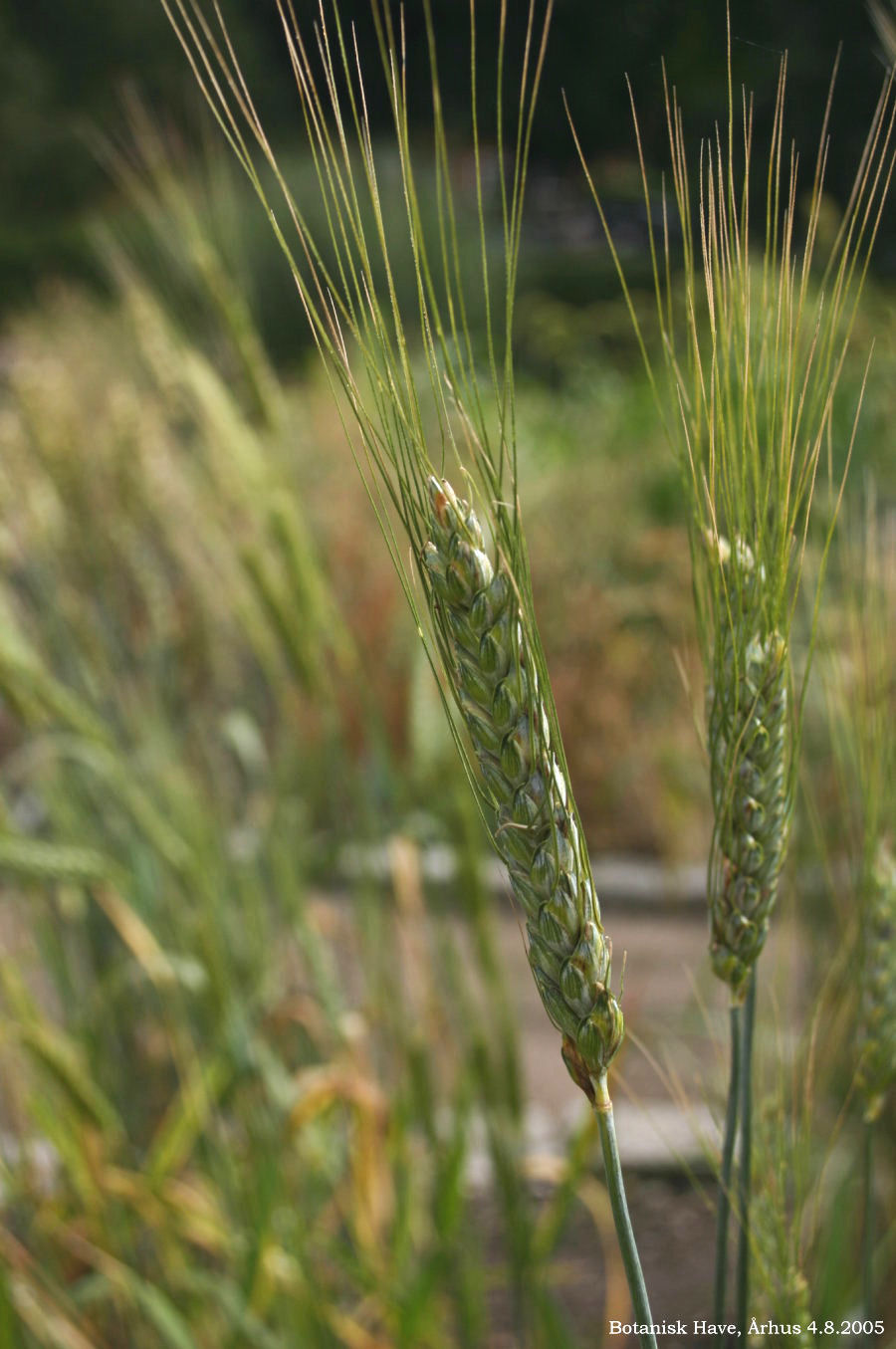 Impormak - ¿ Sabías Qué?🤓⁣ ⁣ ✓La palabra «trigo» proviene del vocablo  latino triticum, que significa «quebrado», «triturado» o «trillado»,haciendo  referencia a la actividad que se debe realizar para separar el grano