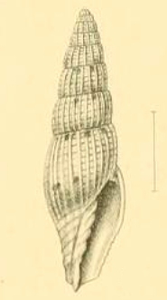 <i>Vexillum angustissimum</i> Species of gastropod