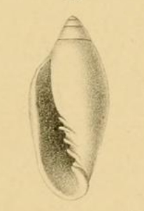 <i>Volvarina eurychilus</i> Species of gastropod