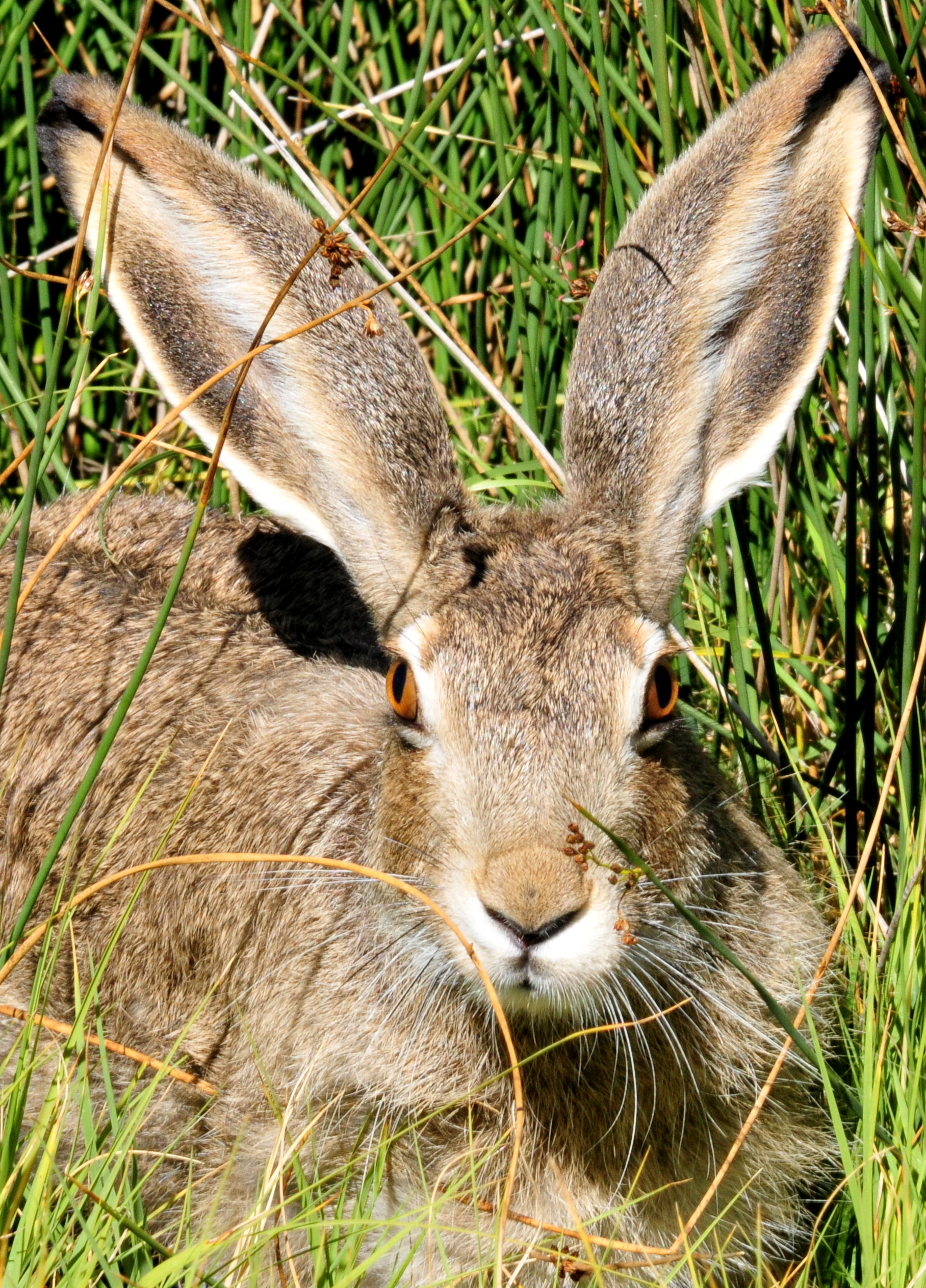 Hare's. Белохвостый кролик. Заяц Русак уши. Уши зайца. Европейский кролик.