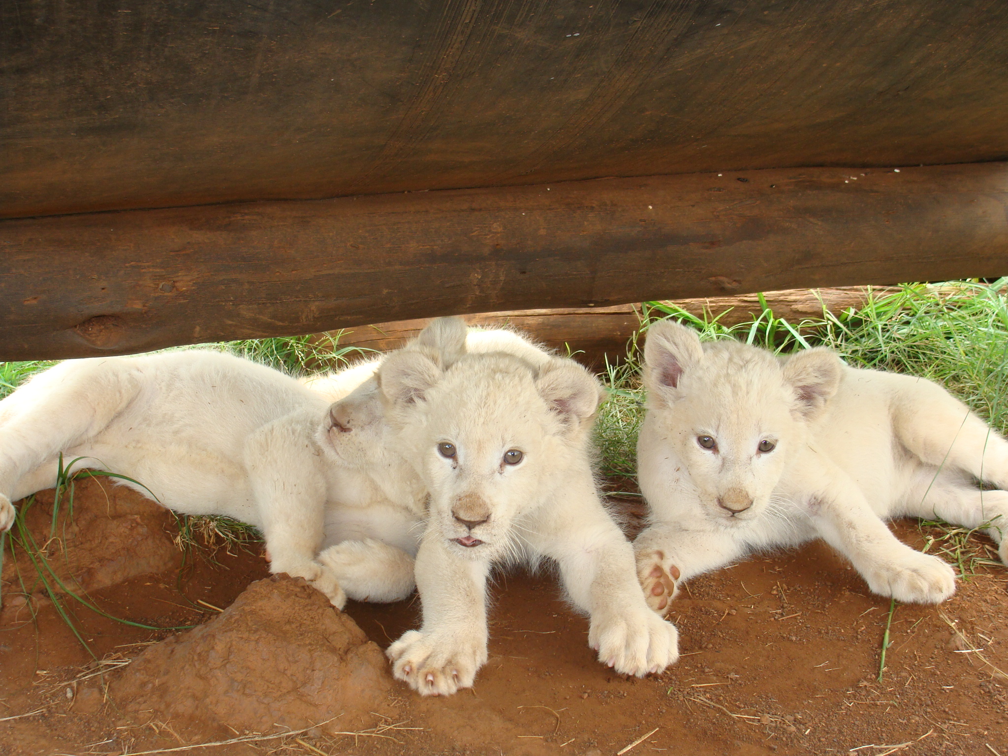 File:White lions.JPG - Wikipedia