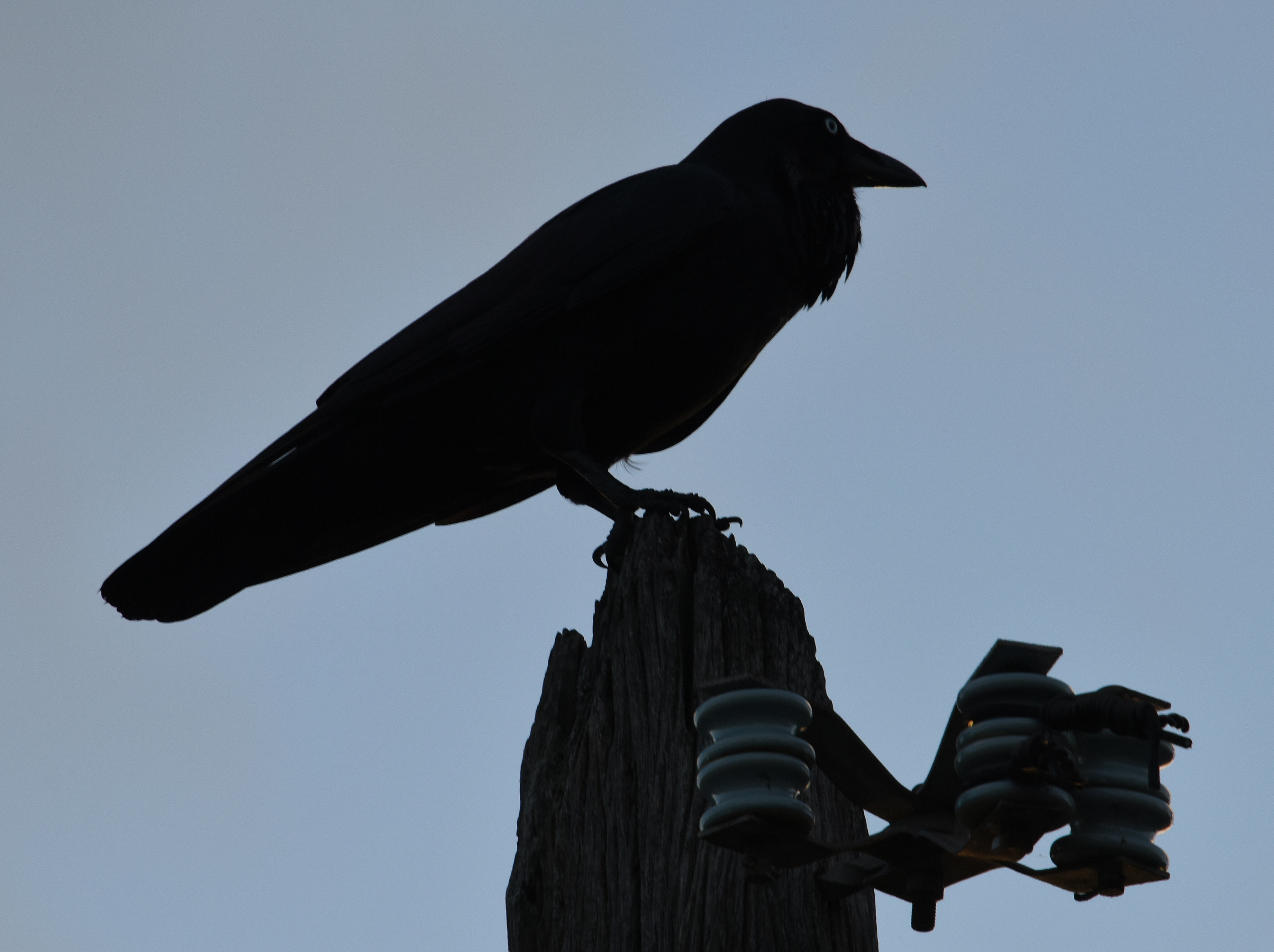 Crow first. Ворон 1. Один и вороны. Вороны 1 сезон. Голодные вороны 1.