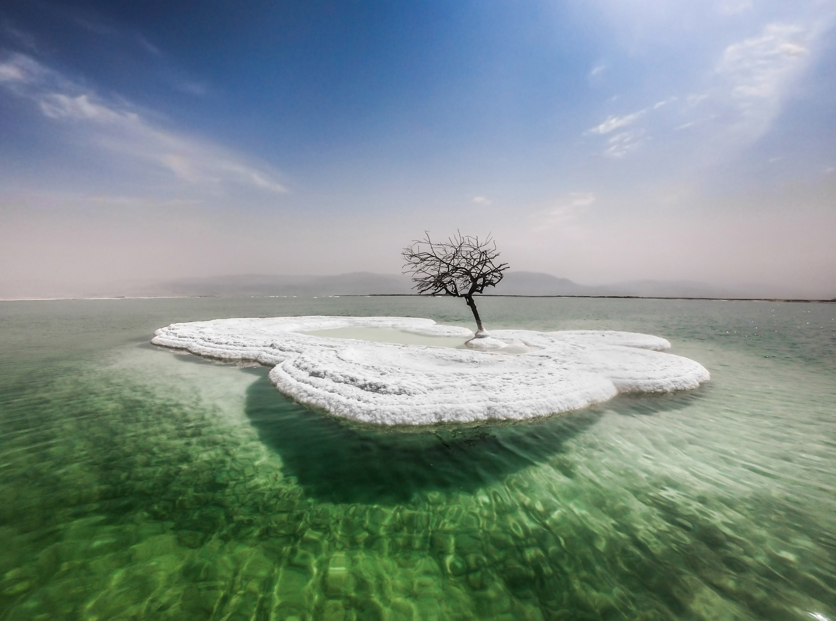 Эти деревья живут в соленой воде. Дерево в Мертвом море. Солончаки мертвого моря.