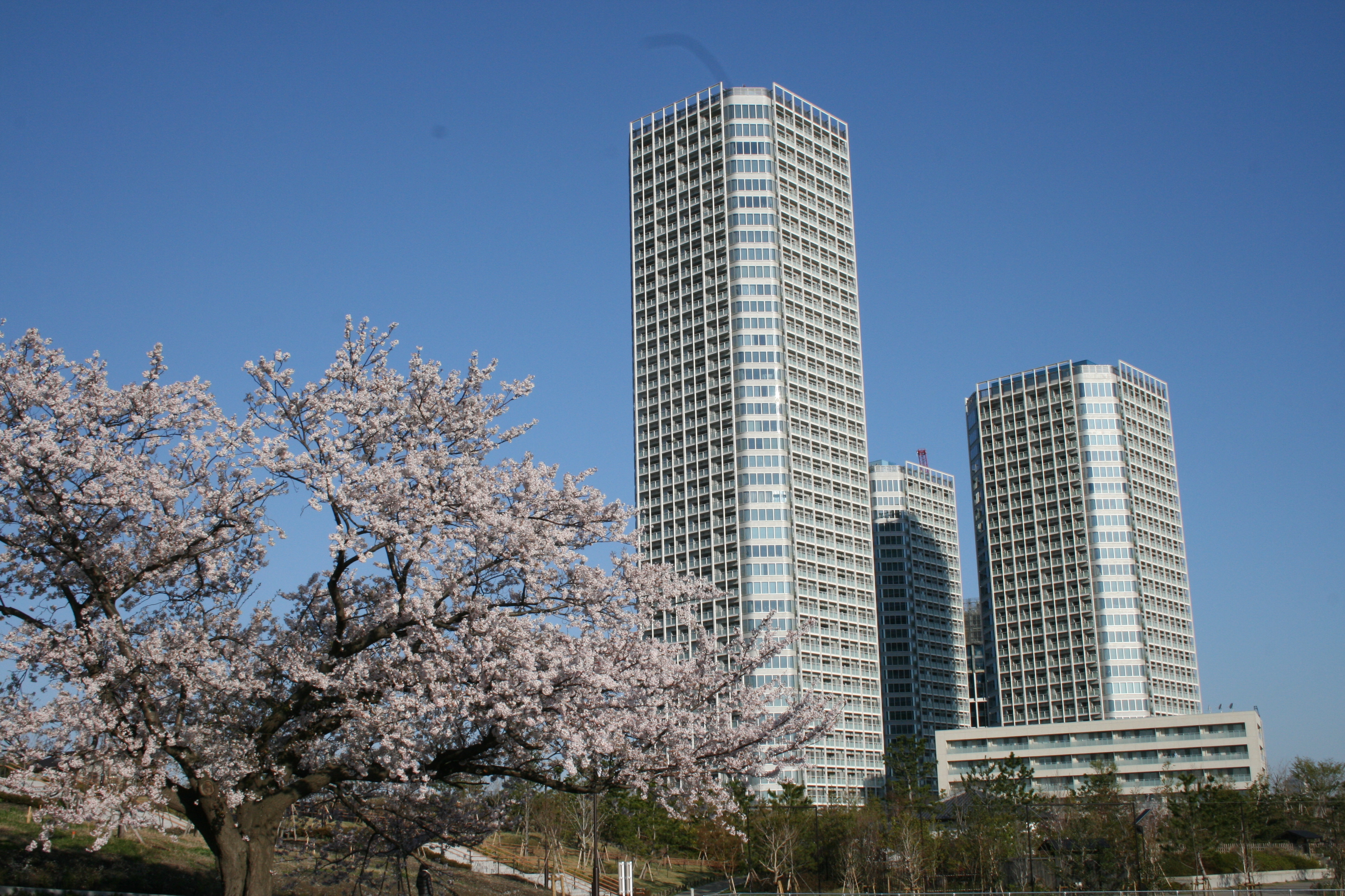 File 二子玉川公園の桜 Jpg Wikimedia Commons