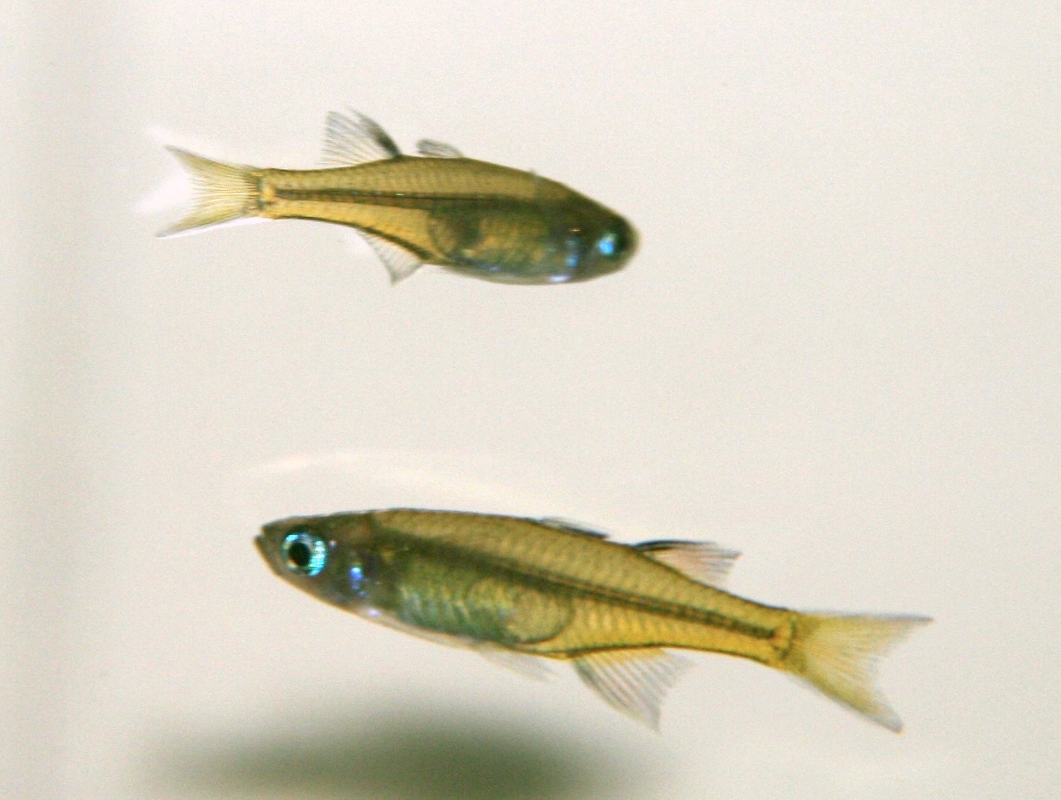 How Do Eastern Rainbowfish Adapt to the Changes in Australia's