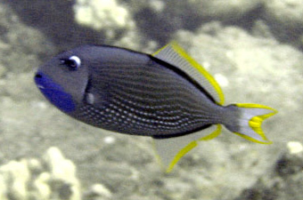 File:2005-03-01 - Gilded triggerfish.jpg