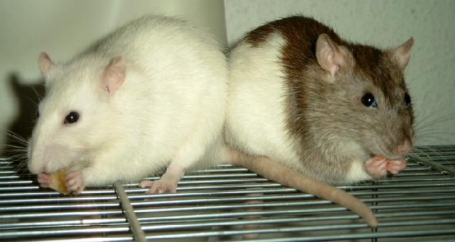 12 aliments toxiques ou dangereux pour la souris de compagnie