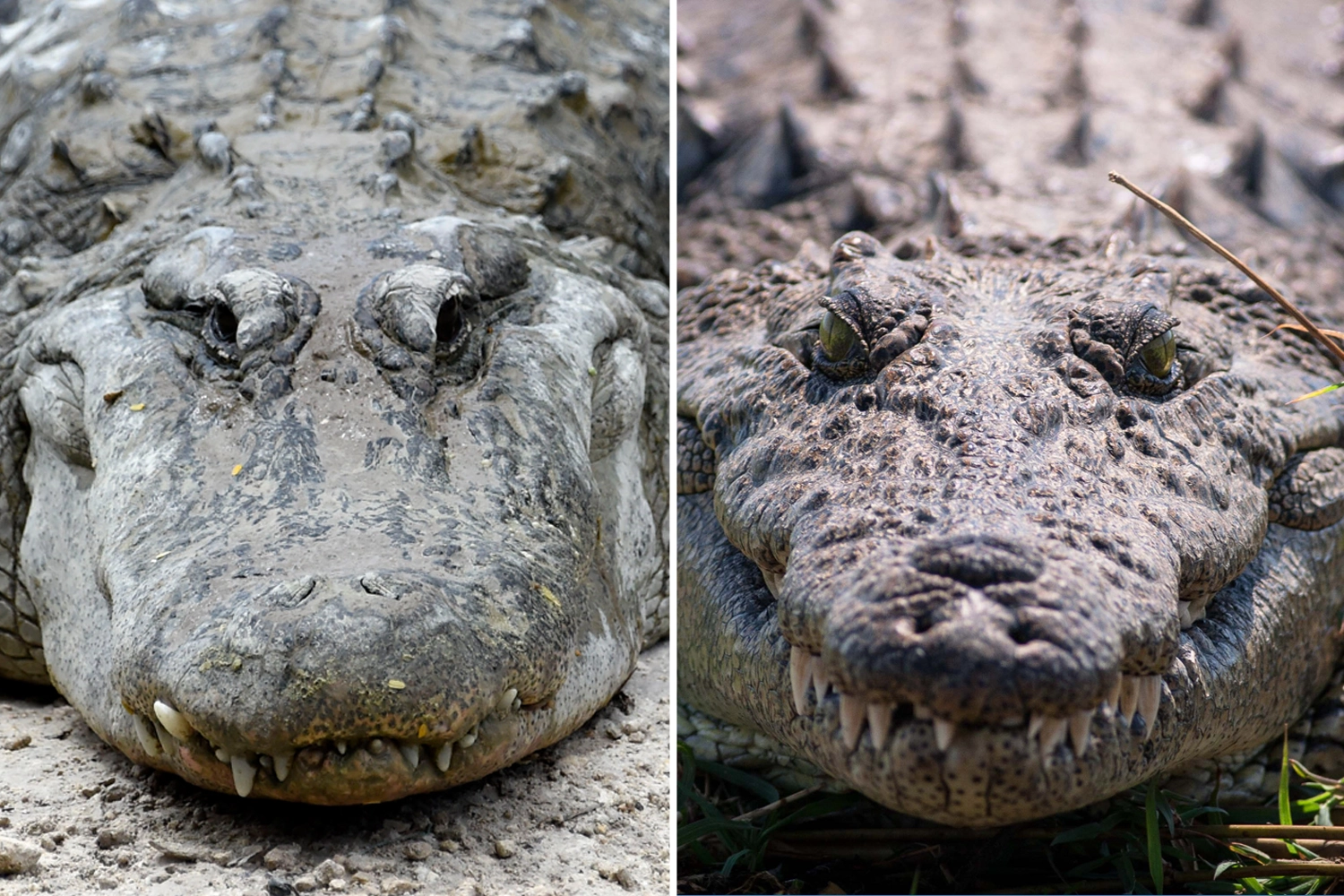 Distinquishing Between Crocodile & Alligator Skin