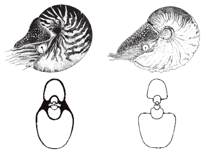 File:Allonautilus vs Nautilus.png