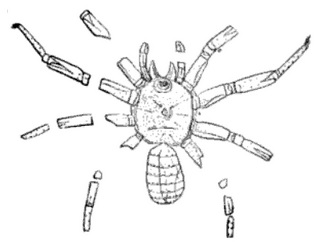 <span class="mw-page-title-main">Arthrolycosidae</span> Extinct family of animals, possibly spiders