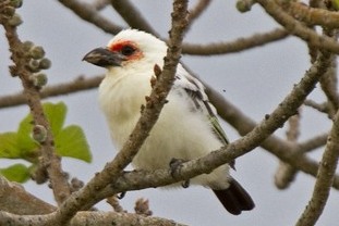 File:Barbet-zambian (cropped).jpg