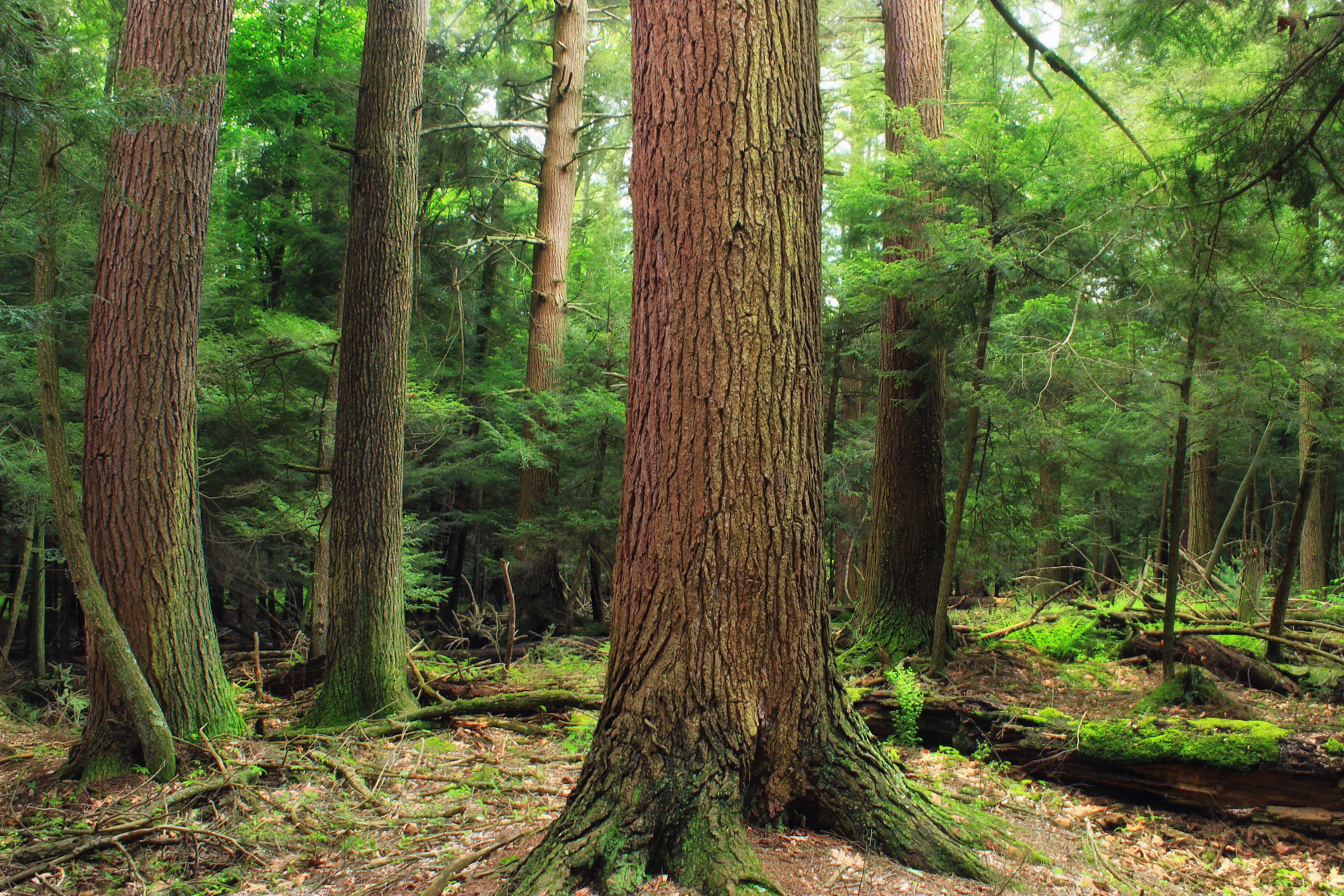 Рота орман. Канадский кедр дерево. Реликтовые леса лиственницы сибирской. Смешанные и широколиственные леса дуб. Еловый лес.