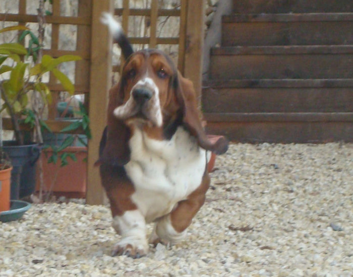 File:Basset hound mâle.jpg